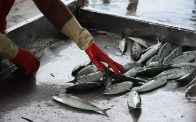 Gender equality in the fisheries Sector