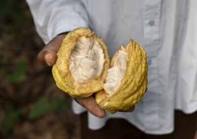 Empowering small farmers through the cocoa initiative in Brazil